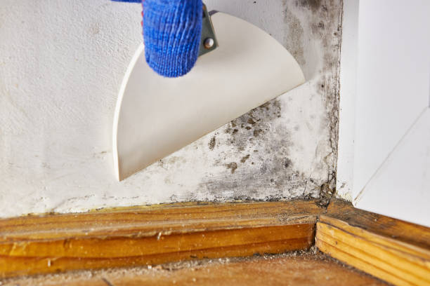 Best Industrial Mold Remediation  in Newpt, OR